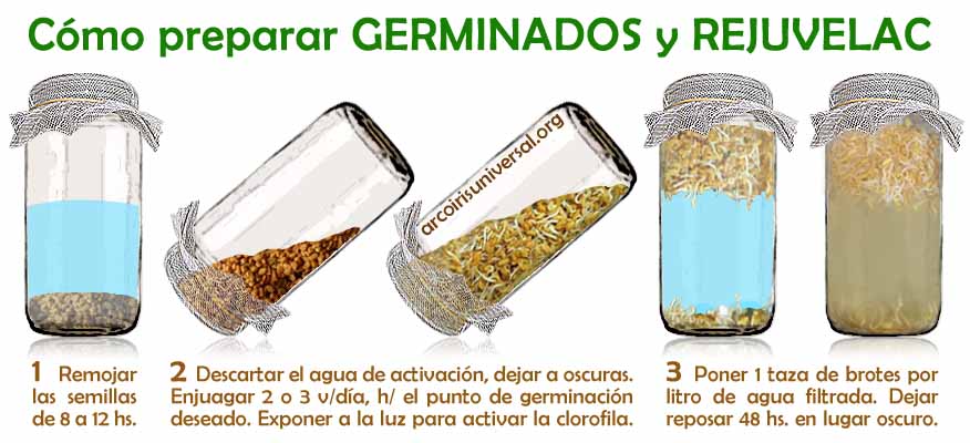 Cmo preparar GERMINADOS y REJUVELAC